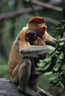Proboscis monkey (Nasali larvatus) with young sitting on stone, Rainforest of South-Eastern Asia Proboscis monkey (Nasali larvatus) with young sitting on stone, Rainforest of South-Eastern Asia