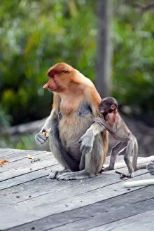 Images Dated 19th February 2016: Proboscis monkeys : mom and child. Sabah, Borneo, Malaysia