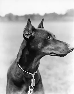 Profile portrait of Doberman Pinscher outdoors Profile portrait of Doberman Pinscher outdoors