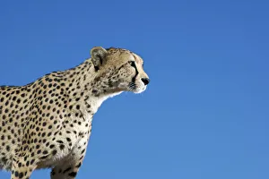 Profile view of a cheetah (Acinonyx jubatus), (Acinonyx jubatus) Profile view of a cheetah (Acinonyx jubatus), (Acinonyx jubatus)