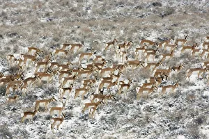 Pronghorn antelope (Antilocapra americana) herd in meadow, Sage Bush country, Oregon, USA Pronghorn antelope (Antilocapra americana) herd in meadow, Sage Bush country, Oregon, USA