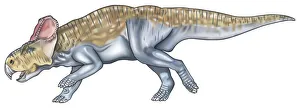 Protoceratops, dinosaur with forelimbs shorter than hind legs, beak, large ears Protoceratops, dinosaur with forelimbs shorter than hind legs, beak, large ears