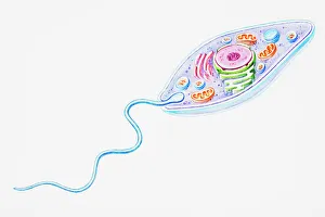 Protozoa, a single-celled organism that feeds by scavenging for particles and other microorganisms, such as bacteria Protozoa, a single-celled organism that feeds by scavenging for particles and other microorganisms, such as bacteria