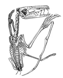 Victorian Style Engraving Prints: Pterodactylus