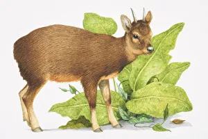 Pudu Mephistopheles, small brown deer with short horns Pudu Mephistopheles, small brown deer with short horns