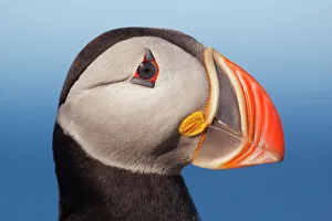 Nature wildlife/beautiful bird species fascinating puffins/puffin profile Nature wildlife/beautiful bird species fascinating puffins/puffin profile