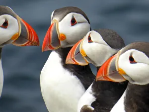 Puffins on the Farne islands Puffins on the Farne islands