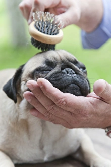 Dog brush store for pugs
