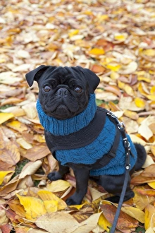 Pug sweater cheap