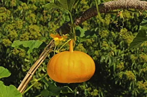 Pumpkin flower and Pumpkin -Cucurbita maxima-, Europe Pumpkin flower and Pumpkin -Cucurbita maxima-, Europe
