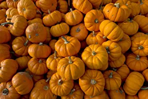 Pumpkins -Curcurbita-, Baden-Wuerttemberg, Germany, Europe Pumpkins -Curcurbita-, Baden-Wuerttemberg, Germany, Europe