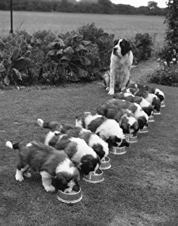 Nine Puppy Mother Nine Puppy Mother