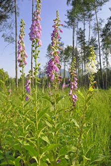 Purple foxglove, Lady's glove (Digitalis purpurea), group of blossoms on a forest Purple foxglove, Lady's glove (Digitalis purpurea), group of blossoms on a forest