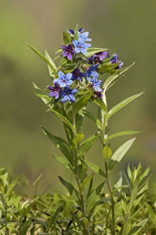 Purple Gromwell -Buglossoides purpurocaerulea-, in a garden in Untergroeningen, Baden-Wuerttemberg, Germany, Europe Purple Gromwell -Buglossoides purpurocaerulea-, in a garden in Untergroeningen, Baden-Wuerttemberg, Germany, Europe