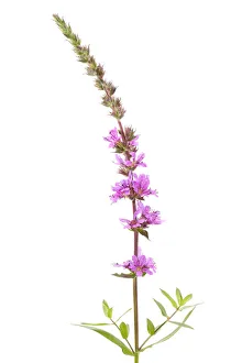 Purple Loosestrife -Lythrum salicaria-, flowering Purple Loosestrife -Lythrum salicaria-, flowering