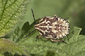 Purple Shield Bug -Carpocoris purpureipennis-, larva in the fifth instar, Untergroningen Purple Shield Bug -Carpocoris purpureipennis-, larva in the fifth instar, Untergroningen