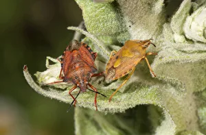 Purple Shield Bugs -Carpocoris purpureipennis-, couple, male on the left, on a mullein Purple Shield Bugs -Carpocoris purpureipennis-, couple, male on the left, on a mullein
