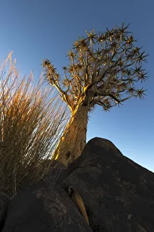 Quiver Tree (Aloe dichotoma) lit up in gold, Quiver Tree Forest, Keetmanshoop, Namibia Quiver Tree (Aloe dichotoma) lit up in gold, Quiver Tree Forest, Keetmanshoop, Namibia