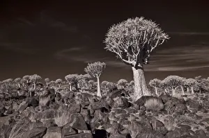 The Quiver Tree Forest of Namibia Photographed in Infrared. Keetmanshoop, Namibia The Quiver Tree Forest of Namibia Photographed in Infrared. Keetmanshoop, Namibia