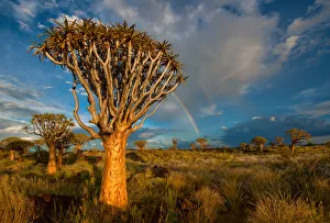 The Quiver Tree Forest with a rainbow at sunset shortly after a summer thunderstorm The Quiver Tree Forest with a rainbow at sunset shortly after a summer thunderstorm