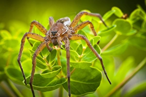 Raft Spider -Dolomedes fimbriatus- on Marsh Spurge -Euphorbia palustris-, Strobitzer Badesee, Cottbus, Brandenburg, Germany Raft Spider -Dolomedes fimbriatus- on Marsh Spurge -Euphorbia palustris-, Strobitzer Badesee, Cottbus, Brandenburg, Germany