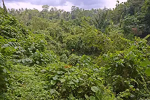High Angle View Of Forest Prints: Rain forest in Ubud Monkey Forest, Ubud, Bali, Indonesia