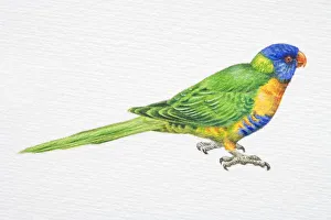 Rainbow Lorikeet, Trichoglossus haematodus, side view Rainbow Lorikeet, Trichoglossus haematodus, side view