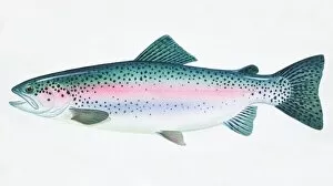 Gill Collection: Rainbow Trout, Oncorhynchus mykiss, side view