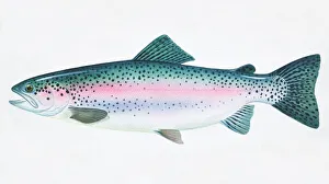 Rainbow Trout, Oncorhynchus mykiss, side view Rainbow Trout, Oncorhynchus mykiss, side view