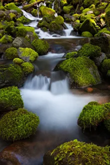 Rainforest stream, Olympic National Park, Washington Rainforest stream, Olympic National Park, Washington