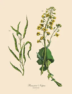 Rapeseed, Root Crops and Vegetables, Victorian Botanical Illustration Rapeseed, Root Crops and Vegetables, Victorian Botanical Illustration