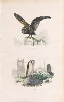 Very Rare engraving with owls, Buffon, 1838 Very Rare engraving with owls, Buffon, 1838
