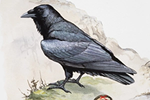 Raven (Corvus corax) perching on cliff edge, side view Raven (Corvus corax) perching on cliff edge, side view
