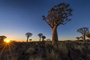 Last Rays of Golden Light Across The Quiver Tree Forest, Keetmanshoop, Namibia Last Rays of Golden Light Across The Quiver Tree Forest, Keetmanshoop, Namibia
