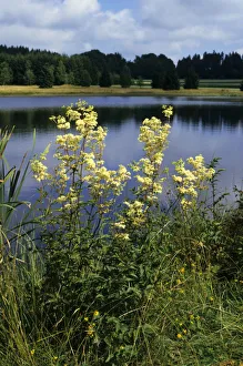 Real meadowsweet (Filipendula ulmaria), Weiherwiesen, Swabian Alb, Baden-Wuerttemberg, Germany, Europe Real meadowsweet (Filipendula ulmaria), Weiherwiesen, Swabian Alb, Baden-Wuerttemberg, Germany, Europe