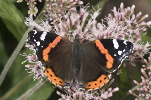 Red Admiral -Vanessa atalanta- feeding on nectar of snakeroots, Untergroeningen, Baden-Wuerttemberg, Germany, Europe Red Admiral -Vanessa atalanta- feeding on nectar of snakeroots, Untergroeningen, Baden-Wuerttemberg, Germany, Europe
