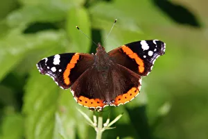 Red Admiral (Vanessa atalanta) on a plant, sunbathing Red Admiral (Vanessa atalanta) on a plant, sunbathing