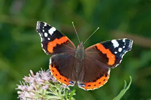 Red Admiral -Vanessa atalanta- in search of nectar on Common Boneset, Agueweed or Feverwort -Eupatorium Red Admiral -Vanessa atalanta- in search of nectar on Common Boneset, Agueweed or Feverwort -Eupatorium