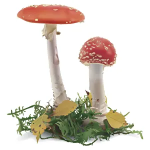 Red Aspen Bolete, Leccinum aurantiacum, two red capped mushrooms, front view Red Aspen Bolete, Leccinum aurantiacum, two red capped mushrooms, front view