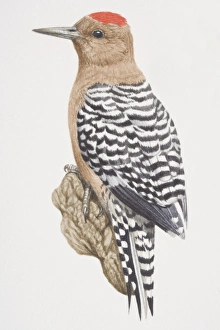 Red-bellied Woodpecker (Melanerpes carolinus), black and white striped bird with a Red-bellied Woodpecker (Melanerpes carolinus), black and white striped bird with a