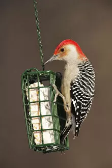 Images Dated 18th December 2013: Red-bellied woodpecker at suet feeder