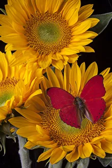 Photographers/garry gay photography/red buttefly sunflowers flowers Photographers/garry gay photography/red buttefly sunflowers flowers