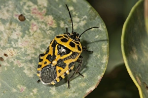 Red Cabbage Bug -Eurydema ornata-, yellow color variant, on the leaf of a caper bush Red Cabbage Bug -Eurydema ornata-, yellow color variant, on the leaf of a caper bush