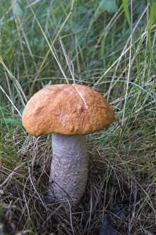 Red-capped Scaber Stalk -Leccinum leucopodium-, Thuringia, Germany Red-capped Scaber Stalk -Leccinum leucopodium-, Thuringia, Germany