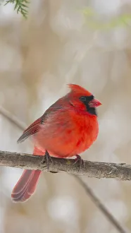 Red Cardinal Bird Perched on Bare Branches Red Cardinal Bird Perched on Bare Branches