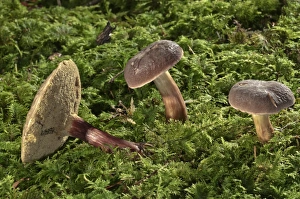 Red Cracking Bolete -Xerocomus chrysenteron-, Untergroeningen, Baden-Wuerttemberg, Germany, Europe Red Cracking Bolete -Xerocomus chrysenteron-, Untergroeningen, Baden-Wuerttemberg, Germany, Europe