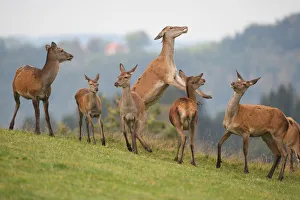 Red deer (Cervus elaphus), fighting hinds, Allgaeu, Bavaria, Germany, Europe Red deer (Cervus elaphus), fighting hinds, Allgaeu, Bavaria, Germany, Europe
