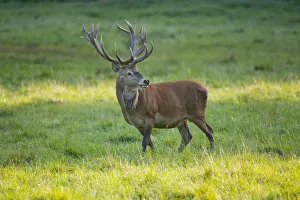 Red Deer -Cervus elaphus- standing on a meadow, captive, Bavaria, Germany Red Deer -Cervus elaphus- standing on a meadow, captive, Bavaria, Germany