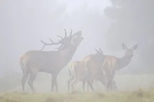 Red deer -Cervus elephas-, rutting season Red deer -Cervus elephas-, rutting season
