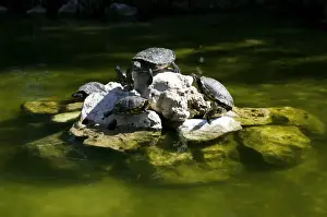 Trachemys Scripta Elegans Prints: Red-eared Slider Turtles (Trachemys scripta elegans)